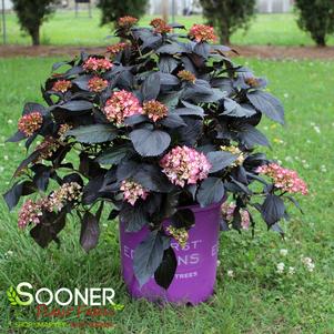 ECLIPSE® HYDRANGEA